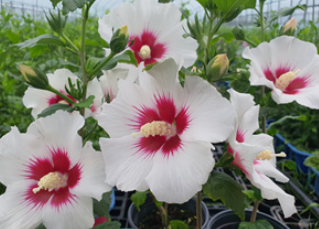 (사)전국무궁화생산자협회