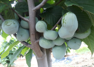 나무랑베리랑, 우림농원