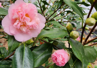 나무를 사랑한 부부