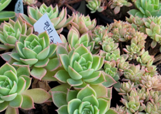 노래하는 다육이