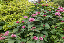 농업회사법인 바움랜드㈜