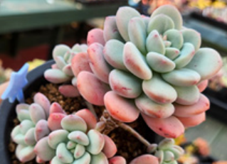 바람꽃다육식물원