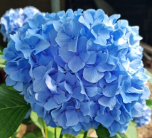 부안피칸수국농원 수피다