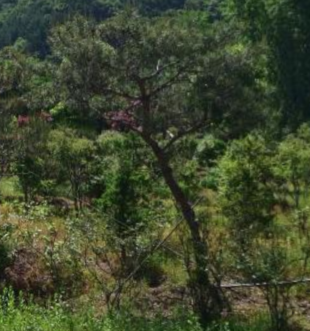 상관면 조경수 생산 협회