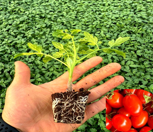 영농조합법인 조촌