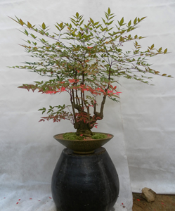 원예가이드꽃조경