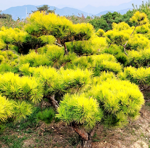 조경농원 솔바람부는언덕