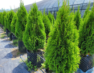 찬누리원(유)농업회사법인