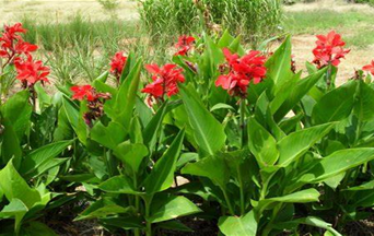 힐링팜&, 꽃피는집